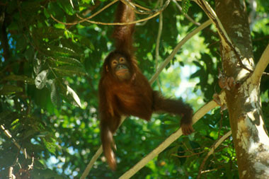 Orangutang från Kalimantan, dykresor och äventyr med phtravel.se